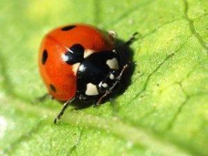 七星瓢虫爆料视频下载,视频爆料背后的神奇世界